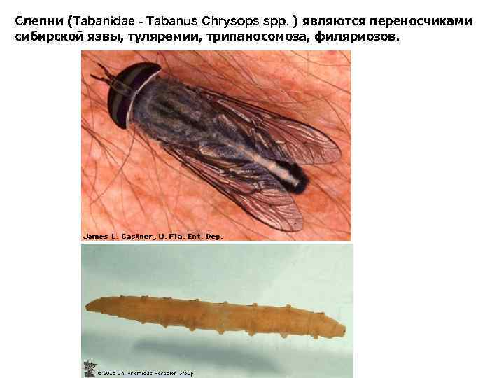 Слепни (Tabanidae - Tabanus Chrysops spp. ) являются переносчиками сибирской язвы, туляремии, трипаносомоза, филяриозов.