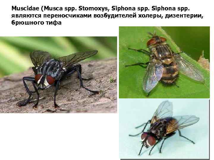 Muscidae (Musca spp. Stomoxys, Siphona spp. являются переносчиками возбудителей холеры, дизентерии, брюшного тифа 