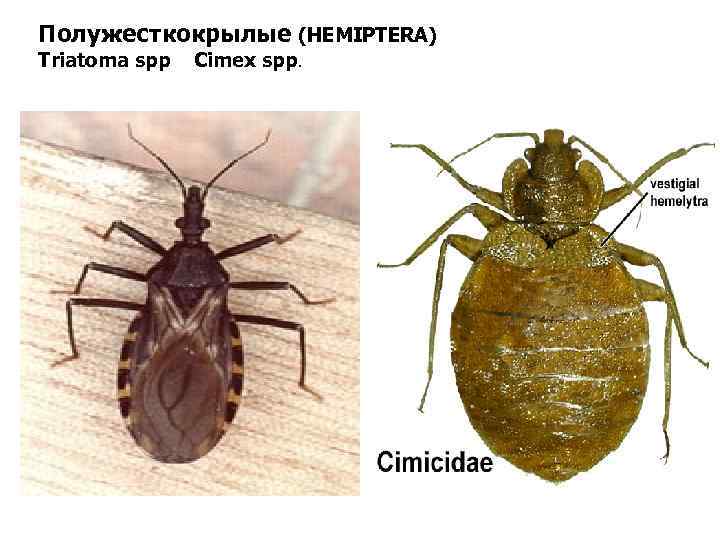 Полужесткокрылые (HEMIPTERA) Triatoma spp Cimex spp. 