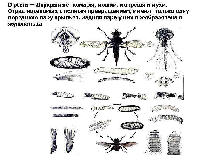 Цикл развития мошки. Двукрылые насекомые представители. Комар членистоногие двукрылые