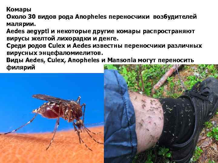 Комары Около 30 видов рода Anopheles переносчики возбудителей малярии. Aedes aegypti и некоторые другие