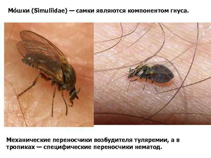 Мо шки (Simuliidae) — самки являются компонентом гнуса. Механические переносчики возбудителя туляремии, а в
