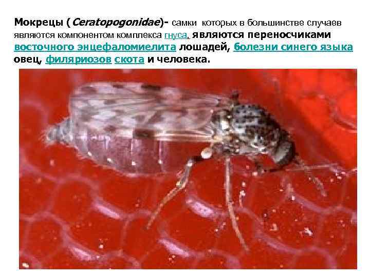 Мокрецы (Ceratopogonidae)- самки которых в большинстве случаев являются компонентом комплекса гнуса, являются переносчиками восточного