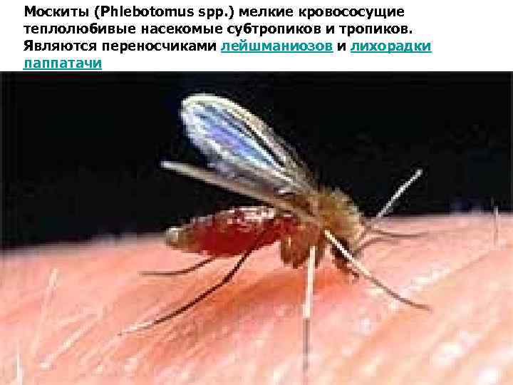 Москиты (Phlebotomus spp. ) мелкие кровососущие теплолюбивые насекомые субтропиков и тропиков. Являются переносчиками лейшманиозов