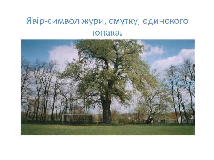 Явір-символ жури, смутку, одинокого юнака. 