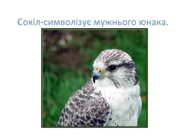 Сокіл-символізує мужнього юнака. 