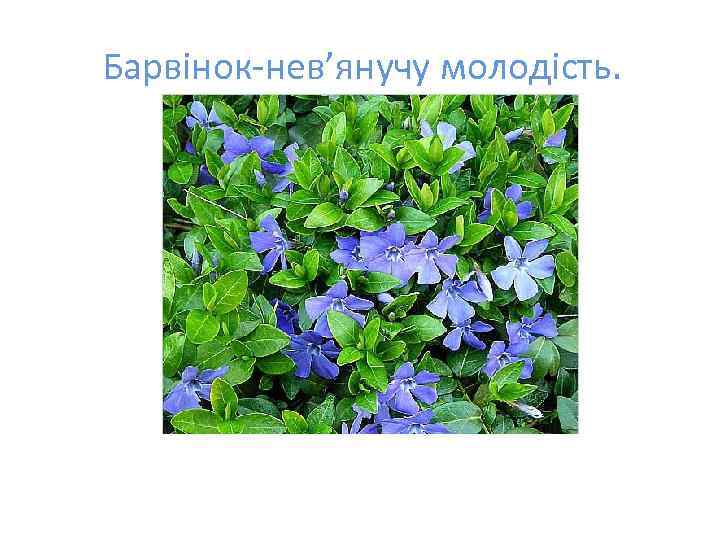 Барвінок-нев’янучу молодість. 