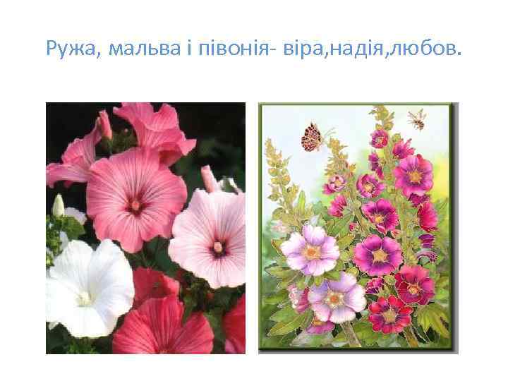 Ружа, мальва і півонія- віра, надія, любов. 