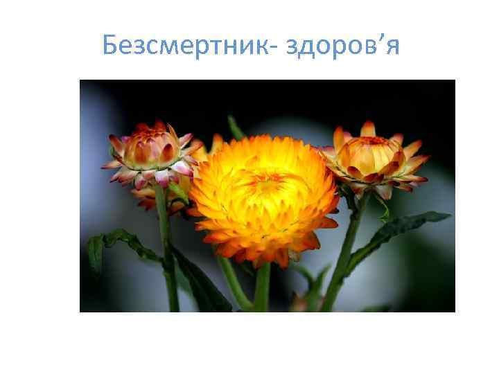 Безсмертник- здоров’я 