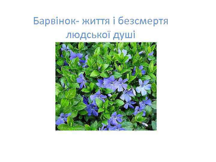Барвінок- життя і безсмертя людської душі 