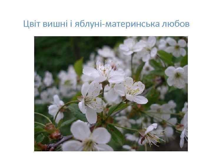 Цвіт вишні і яблуні-материнська любов 