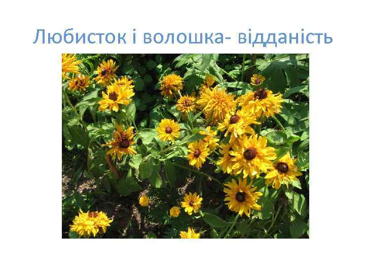 Любисток і волошка- відданість 