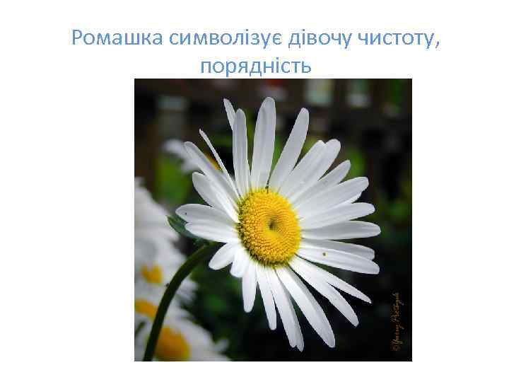 Ромашка символізує дівочу чистоту, порядність 