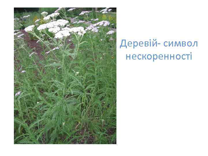 Деревій- символ нескоренності 