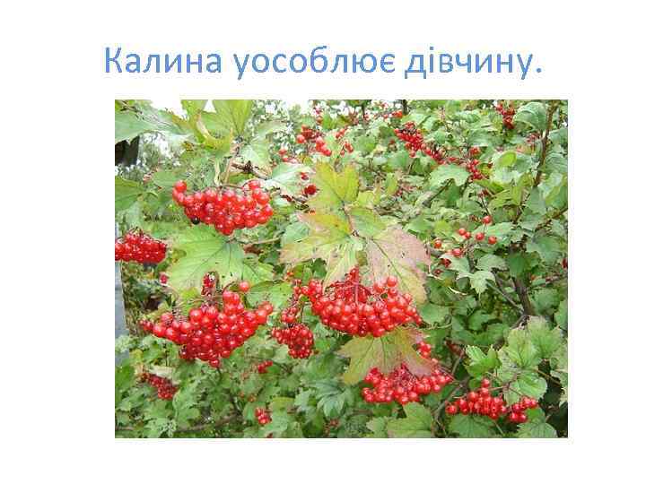 Калина уособлює дівчину. 