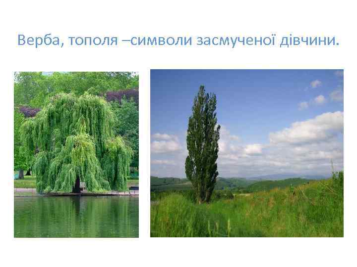 Верба, тополя –символи засмученої дівчини. 
