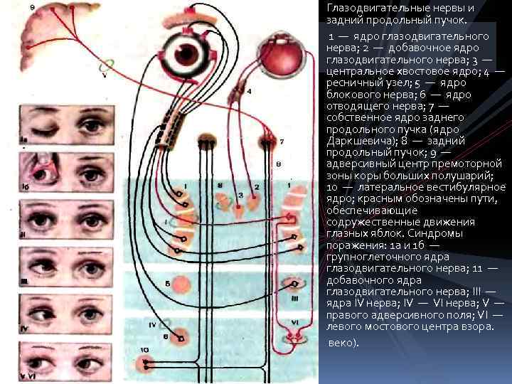 Глазодвигательные нервы и задний продольный пучок. 1 — ядро глазодвигательного нерва; 2 — добавочное