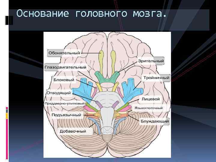 Головной мозг и нервы образуют. Основание мозга анатомия. Анатомические образования основания головного мозга. Основание головного мозга и места выхода Корешков черепных нервов. Промежуточный мозг ядра ЧМН.