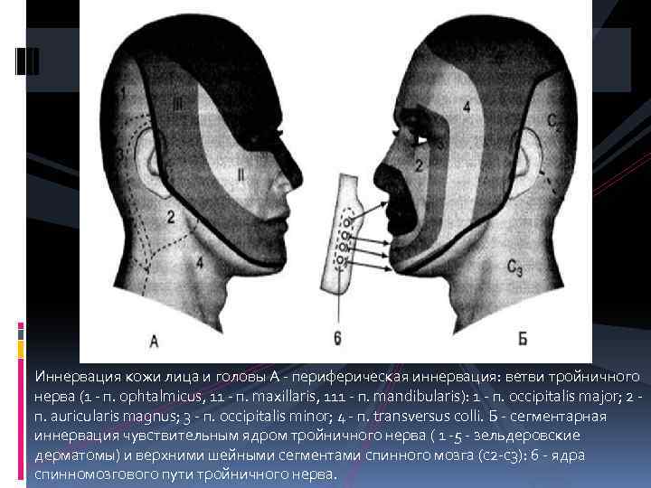 Иннервация кожи лица и головы А - периферическая иннервация: ветви тройничного нерва (1 -