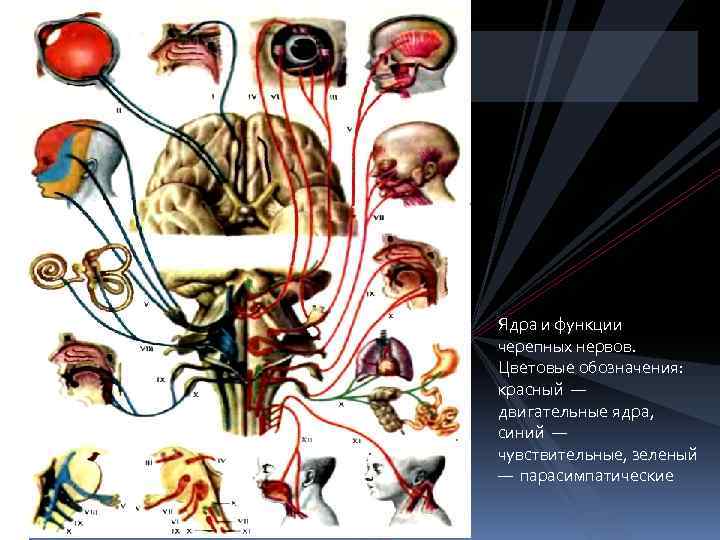 Ядра и функции черепных нервов. Цветовые обозначения: красный — двигательные ядра, синий — чувствительные,