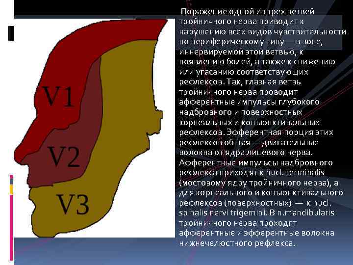 Зоны иннервации тройничного нерва