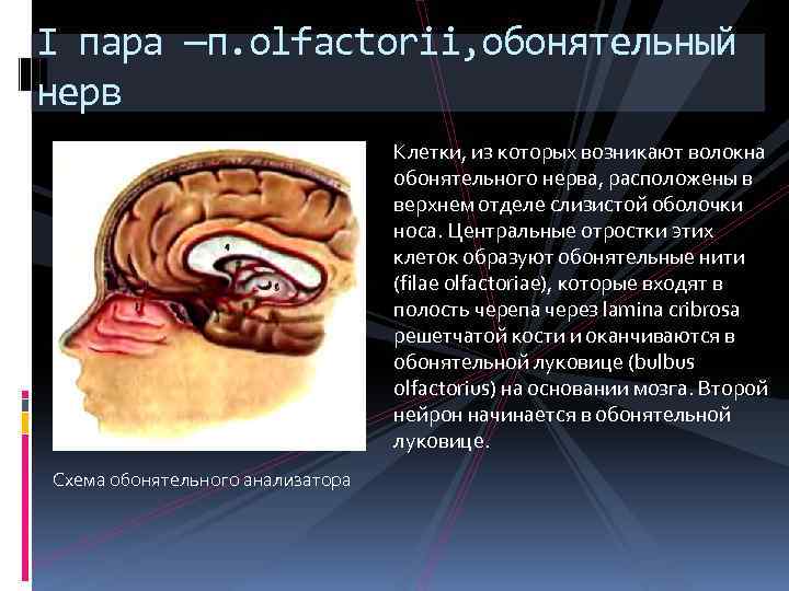 I пара —п. olfactorii, обонятельный нерв Клетки, из которых возникают волокна обонятельного нерва, расположены