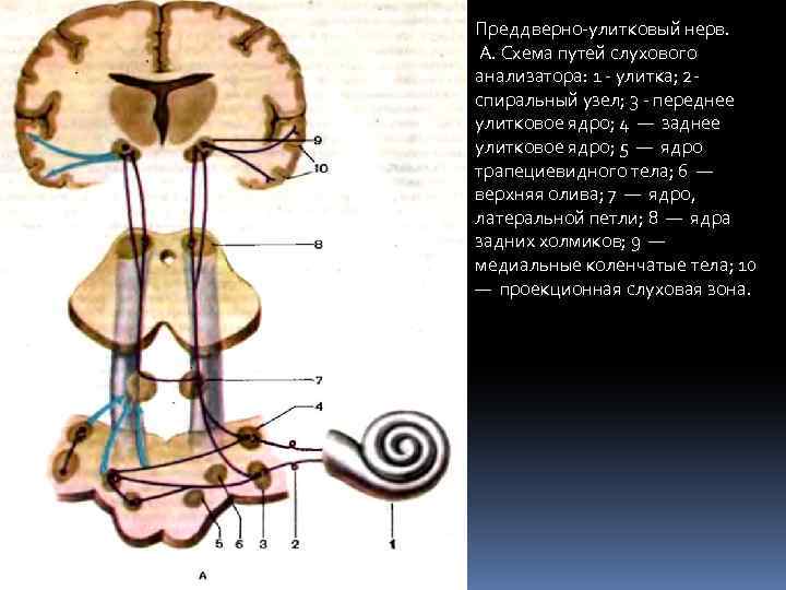 Преддверно-улитковый нерв. А. Схема путей слухового анализатора: 1 - улитка; 2 - спиральный узел;