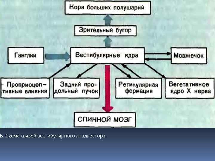 Б. Схема связей вестибулярного анализатора. 