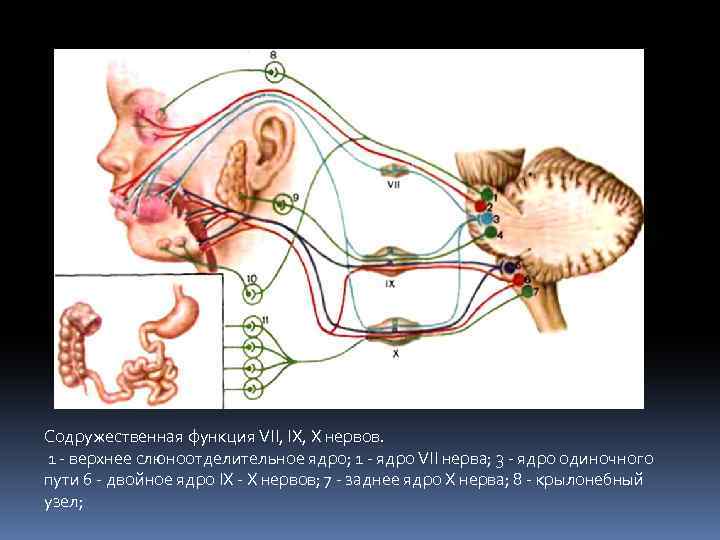 Содружественная функция VII, IX, X нервов. 1 - верхнее слюноотделительное ядро; 1 - ядро