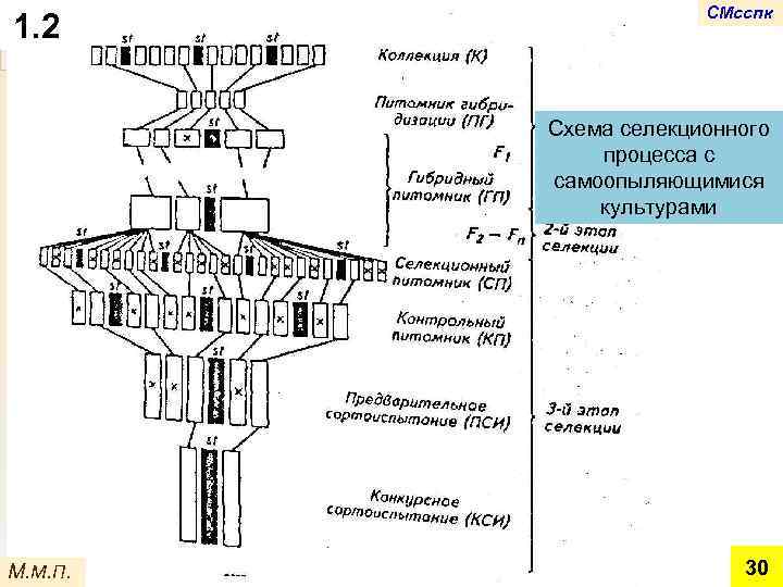 Схема первичного семеноводства