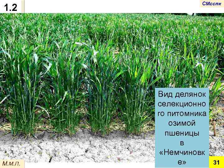 1. 2 М. М. П. СМсспк Вид делянок селекционно го питомника озимой пшеницы в