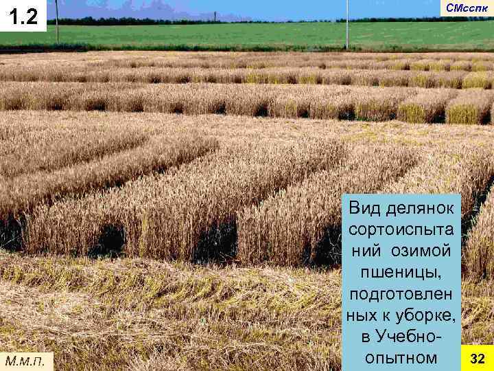 1. 2 М. М. П. СМсспк Вид делянок сортоиспыта ний озимой пшеницы, подготовлен ных