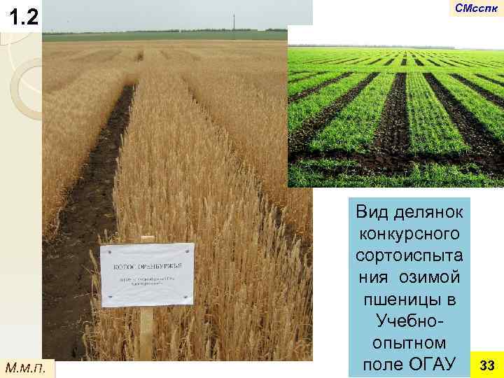 1. 2 М. М. П. СМсспк Вид делянок конкурсного сортоиспыта ния озимой пшеницы в
