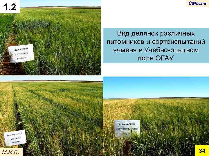 1. 2 СМсспк Вид делянок различных питомников и сортоиспытаний ячменя в Учебно-опытном поле ОГАУ