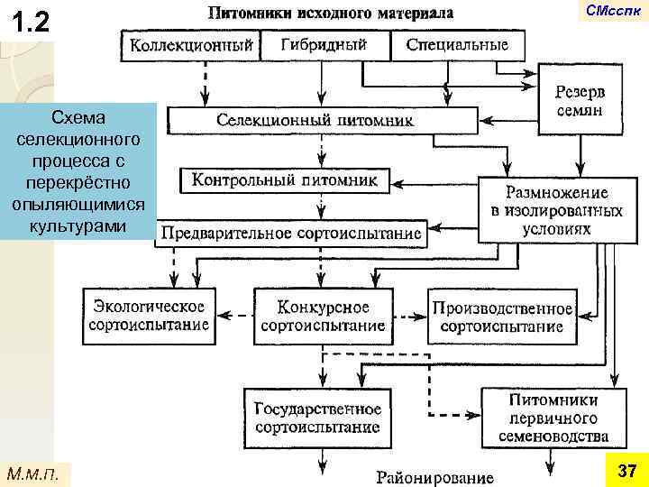 1. 2 СМсспк Схема селекционного процесса с перекрёстно опыляющимися культурами М. М. П. 37