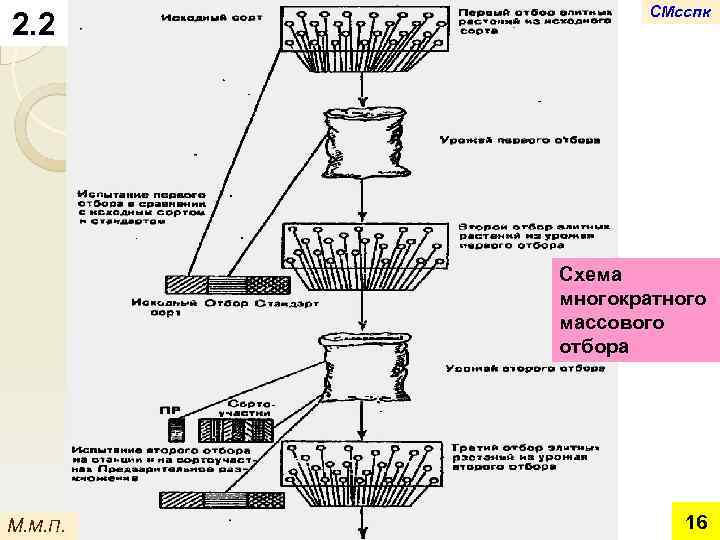 2. 2 СМсспк Схема многократного массового отбора М. М. П. 16 