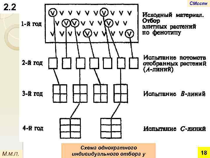 СМсспк 2. 2 М. М. П. Схема однократного индивидуального отбора у 18 