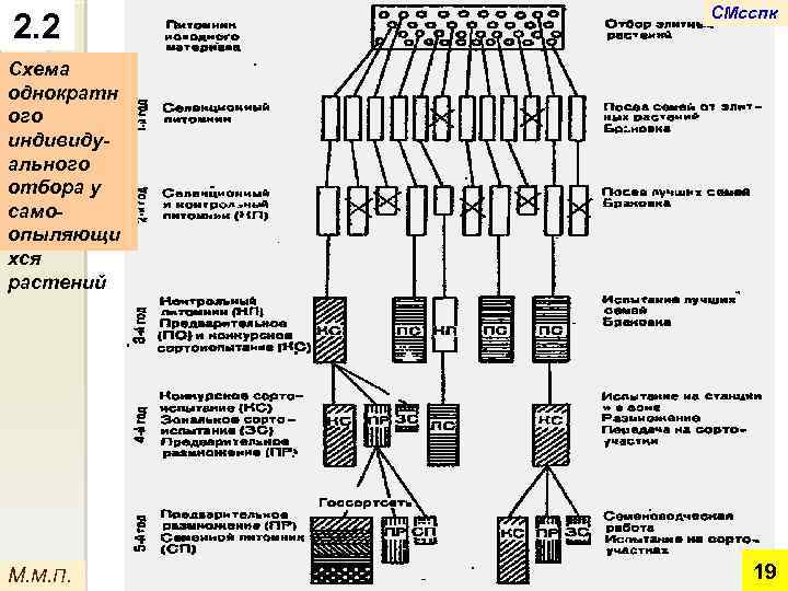 2. 2 СМсспк Схема однократн ого индивидуального отбора у самоопыляющи хся растений М. М.
