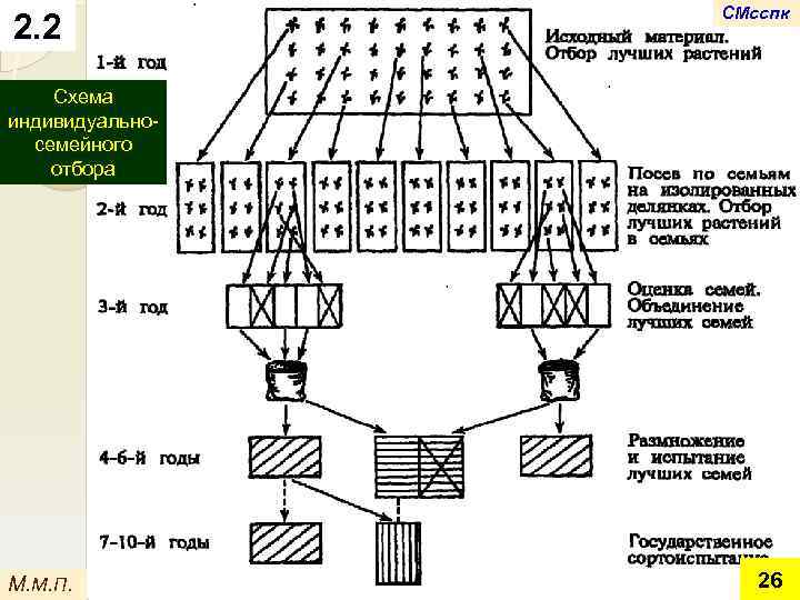 2. 2 СМсспк Схема индивидуальносемейного отбора М. М. П. 26 