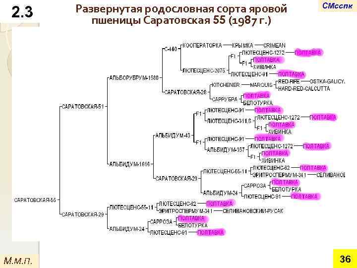 2. 3 М. М. П. Развернутая родословная сорта яровой пшеницы Саратовская 55 (1987 г.