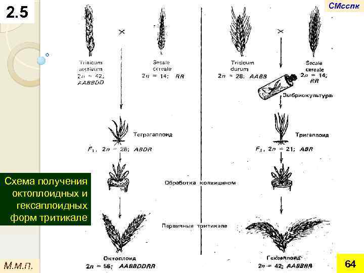 2. 5 СМсспк Схема получения октоплоидных и гексаплоидных форм тритикале М. М. П. 64