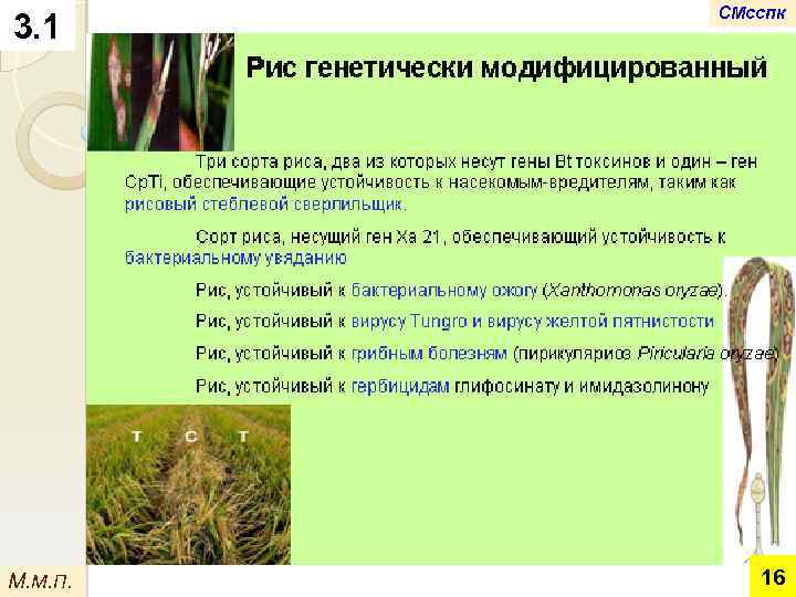 3. 1 М. М. П. СМсспк 16 