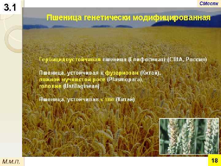 3. 1 М. М. П. СМсспк 18 