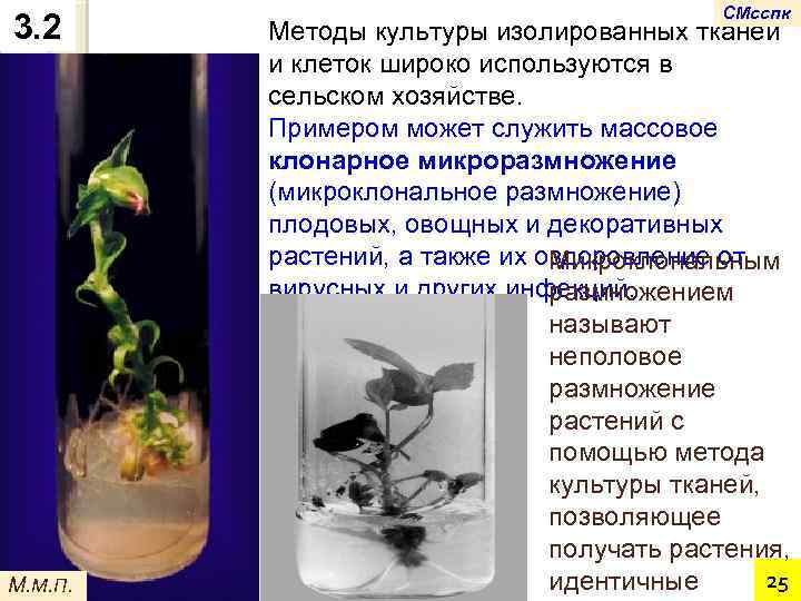 3. 2 М. М. П. СМсспк Методы культуры изолированных тканей и клеток широко используются