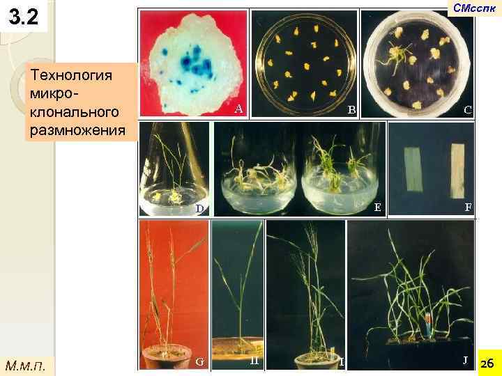 3. 2 СМсспк Технология микроклонального размножения М. М. П. 26 