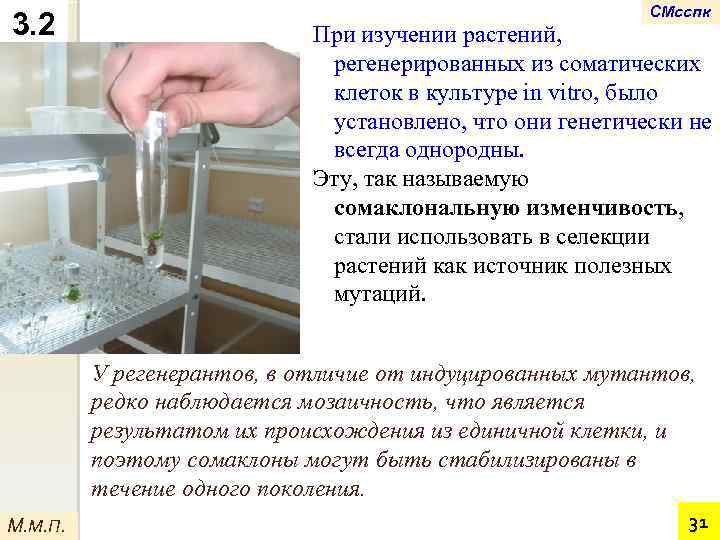 3. 2 СМсспк При изучении растений, регенерированных из соматических клеток в культуре in vitro,