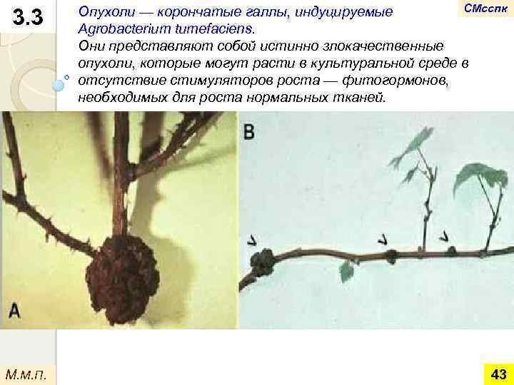 3. 3 М. М. П. СМсспк Опухоли — корончатые галлы, индуцируемые Agrobacterium tumefaciens. Они