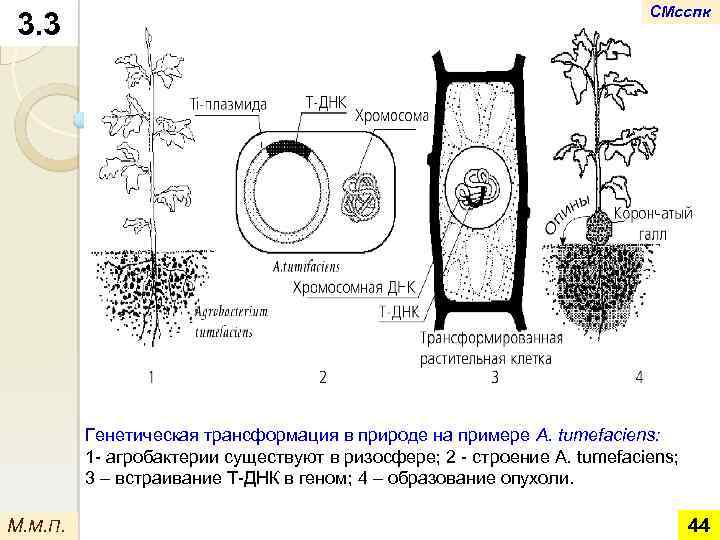 3. 3 СМсспк Генетическая трансформация в природе на примере A. tumefaciens: 1 - агробактерии