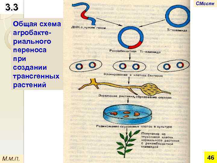 3. 3 СМсспк Общая схема агробактериального переноса при создании трансгенных растений М. М. П.