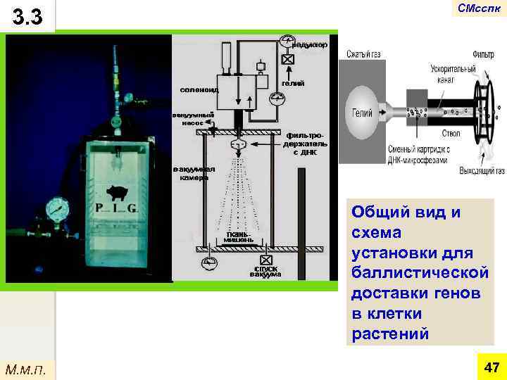 3. 3 СМсспк Общий вид и схема установки для баллистической доставки генов в клетки